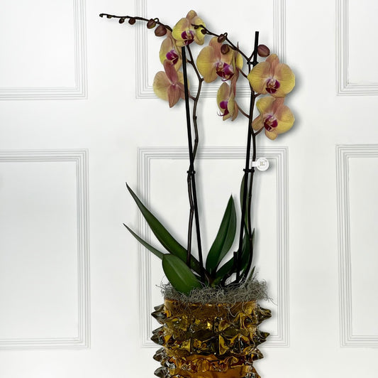 VASO TAMANHO P SPARKLER AMBER COM ORQUÍDEA HOLANDESA