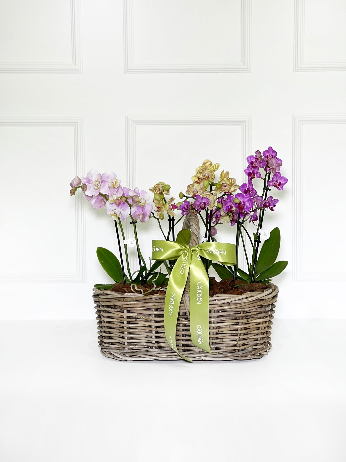 CESTA RATTAN COM MINI ORQUÍDEAS COLORIDAS