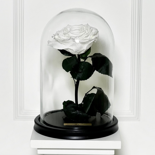 ROSA PRESERVADA WHITE M