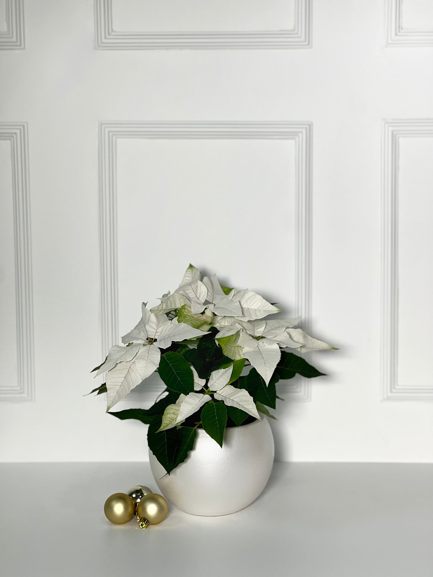 FLOR DE NATAL WHITE