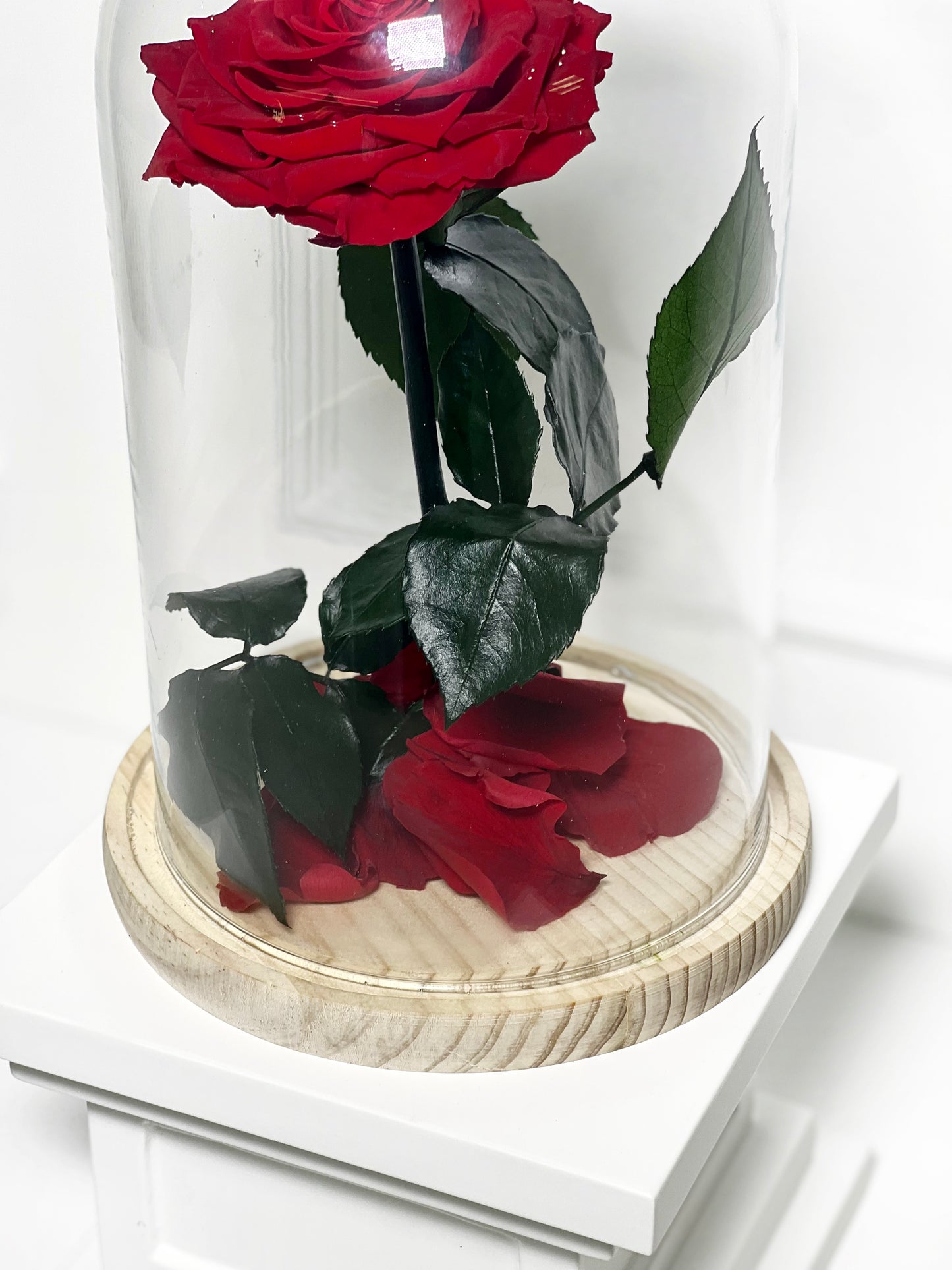 ROSA PRESERVADA VERMELHA TAMANHO M