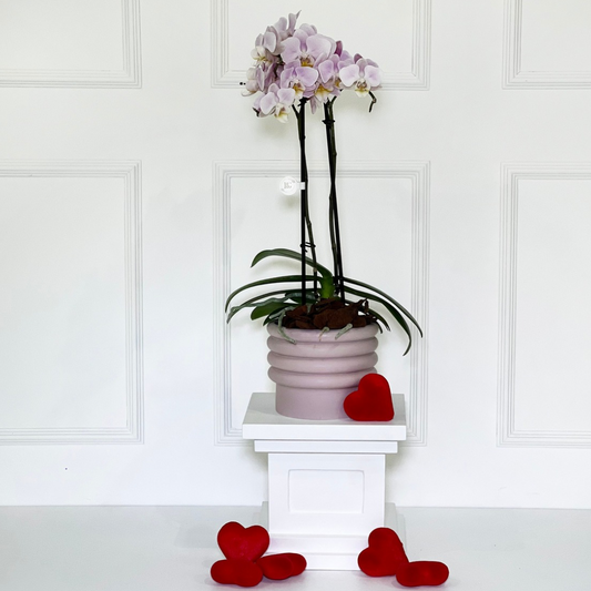 ORQUÍDEA M NO VASO PINK DE PORCELANA