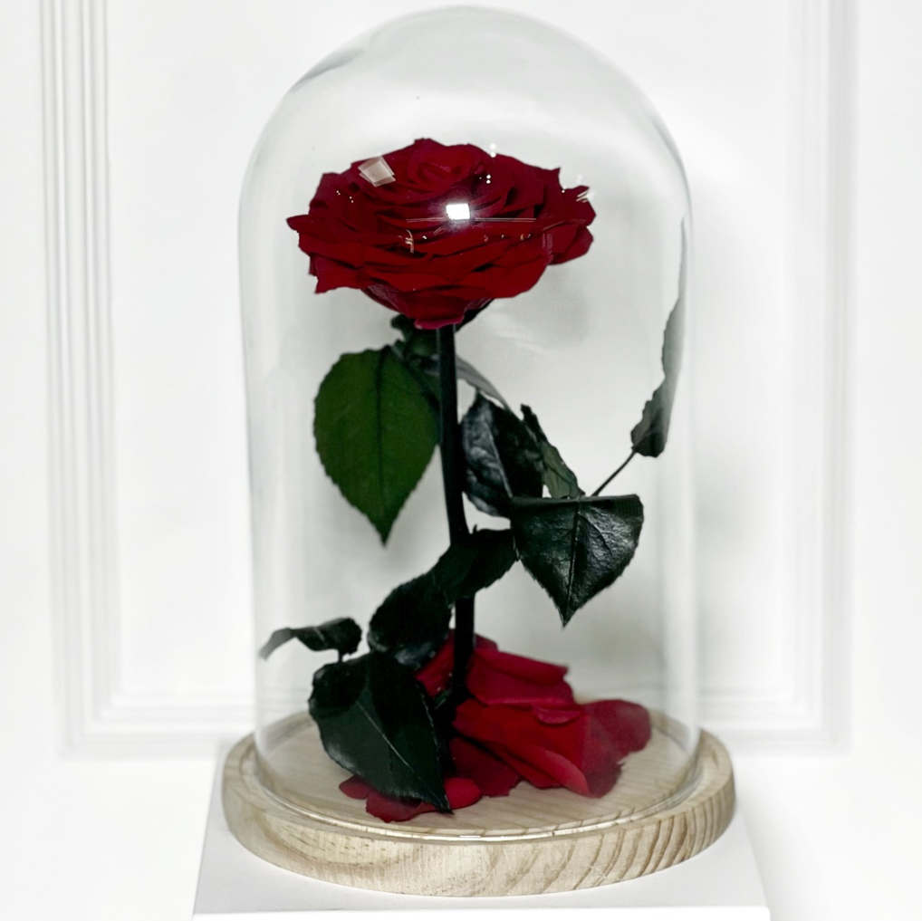 ROSA PRESERVADA VERMELHA TAMANHO M