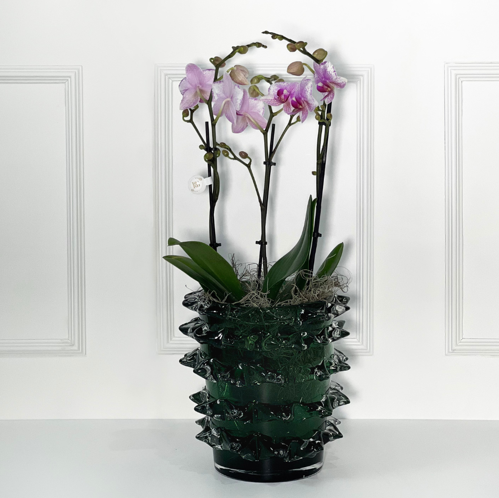 VASO SPARKLER TAMANHO M DARK GREEN COM ORQUÍDEA HOLANDESA