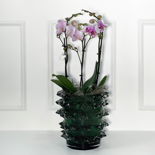 VASO SPARKLER TAMANHO M DARK GREEN COM ORQUÍDEA HOLANDESA