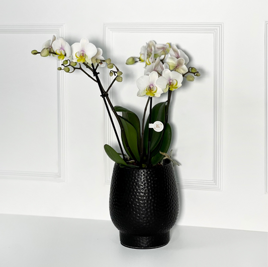ORQUÍDEA COM VASO DE PORCELANA TEXTURIZADO