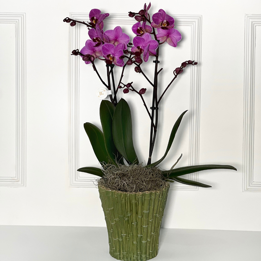 ORQUÍDEA COM VASO DE BAMBÚ TAMANHO M