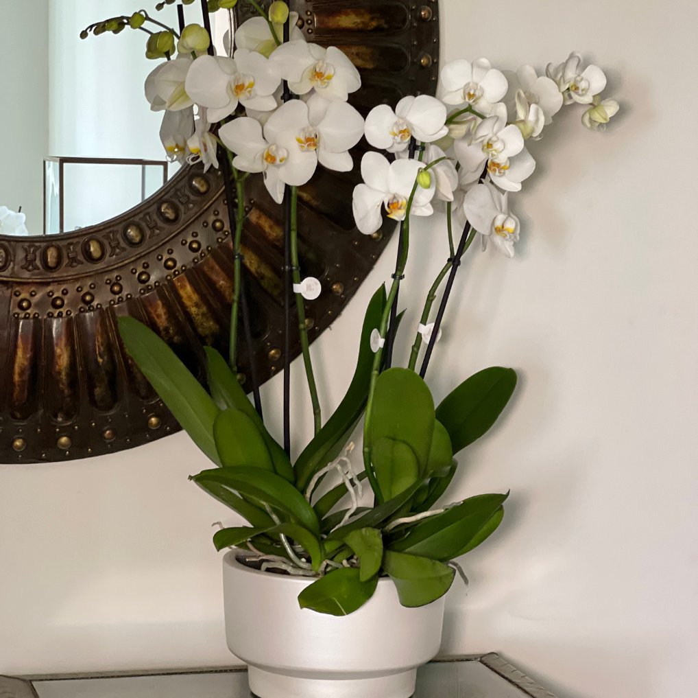 Orquídea com Vaso Tarça M