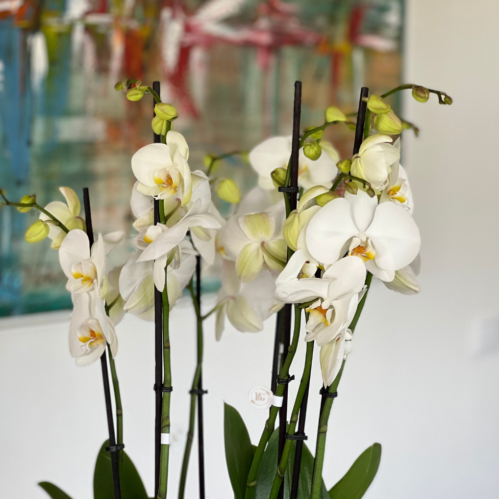 Orquídea com Vaso Tarça G