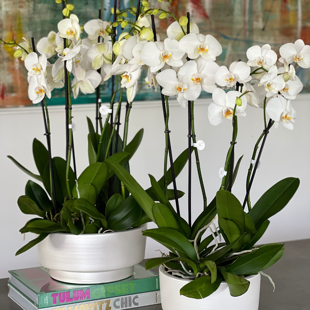 Vaso tarça com Orquídeas vaso M vaso G conjunto