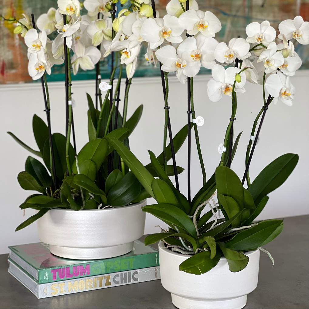 Vaso taça com Orquídeas vaso M vaso G conjunto