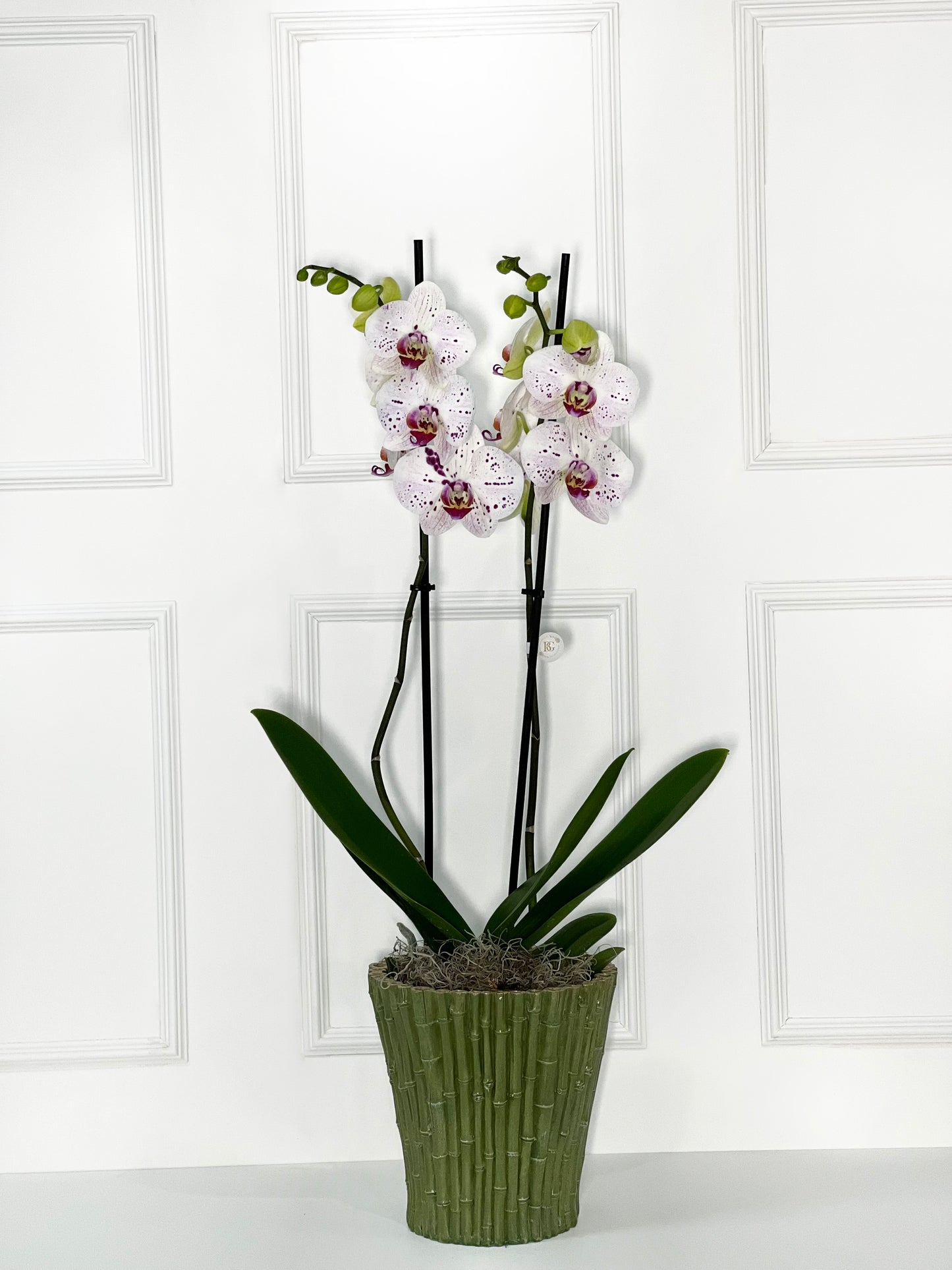 ORQUÍDEA COM VASO DE BAMBÚ TAMANHO L