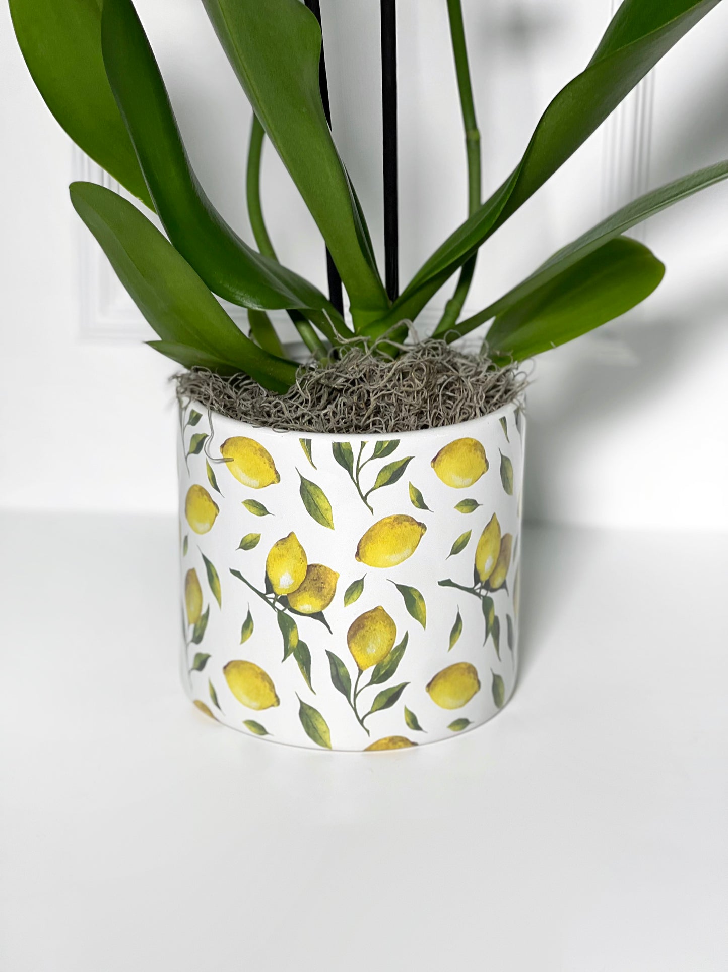 VASO LIMÃO SICILIANO COM ORQUÍDEA VERDE HOLANDESA TAMANHO M