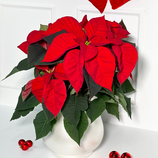 FLOR DE NATAL COM VASO DE PORCELANA PORTUGUESA