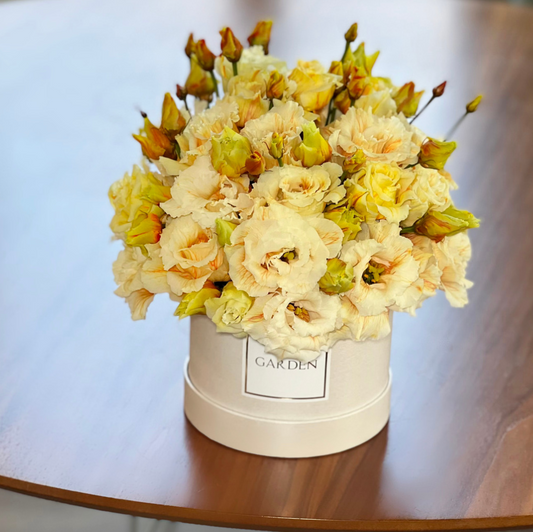 BOX ORANGE BLOSSOM