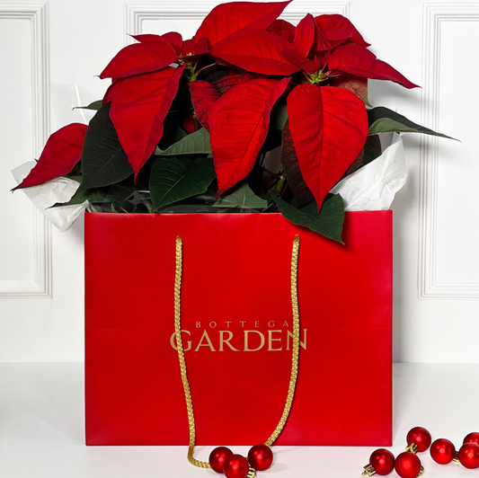 FLOR DE NATAL COM SACO BOTTEGA GARDEN NATALINO