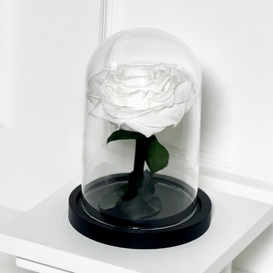 ROSA PRESERVADA WHITE COM CÚPULA TAMANHO P