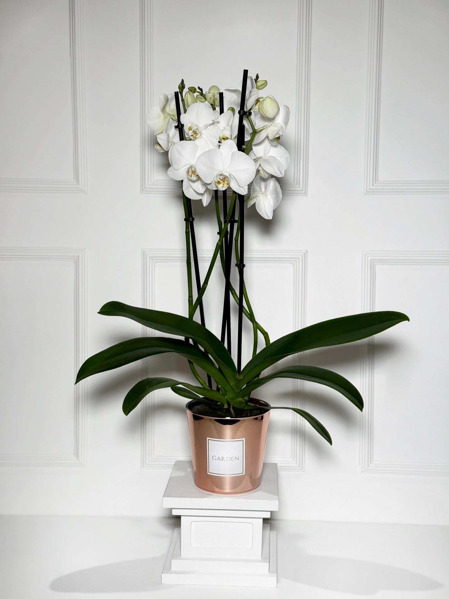 Orquídeas holandesas em vaso rose gold