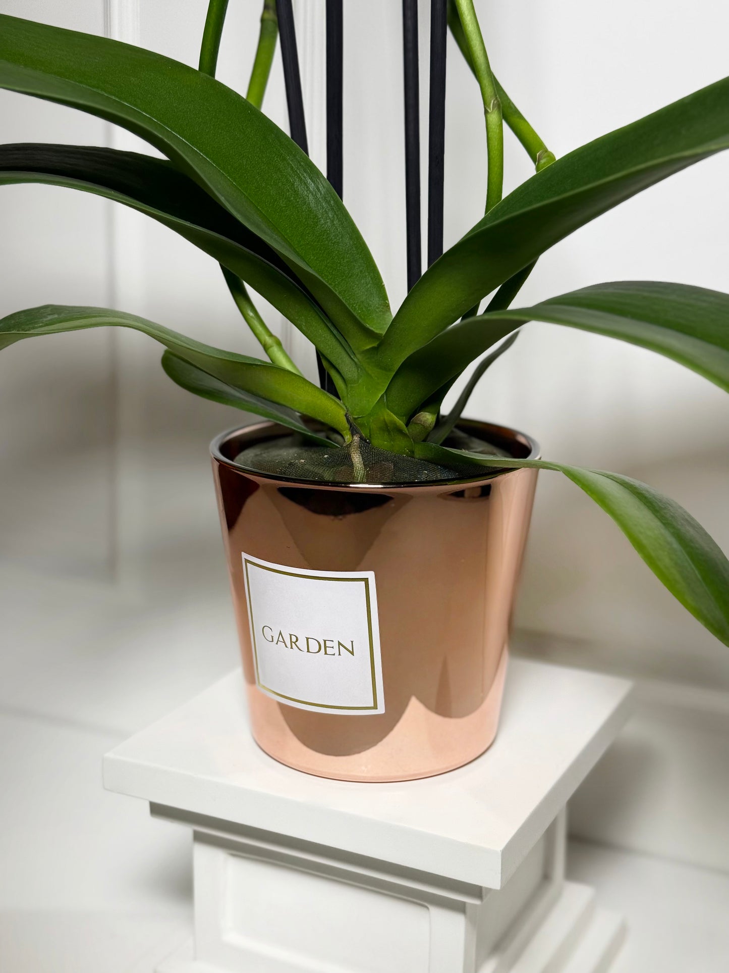 Orquídeas holandesas em vaso rose gold