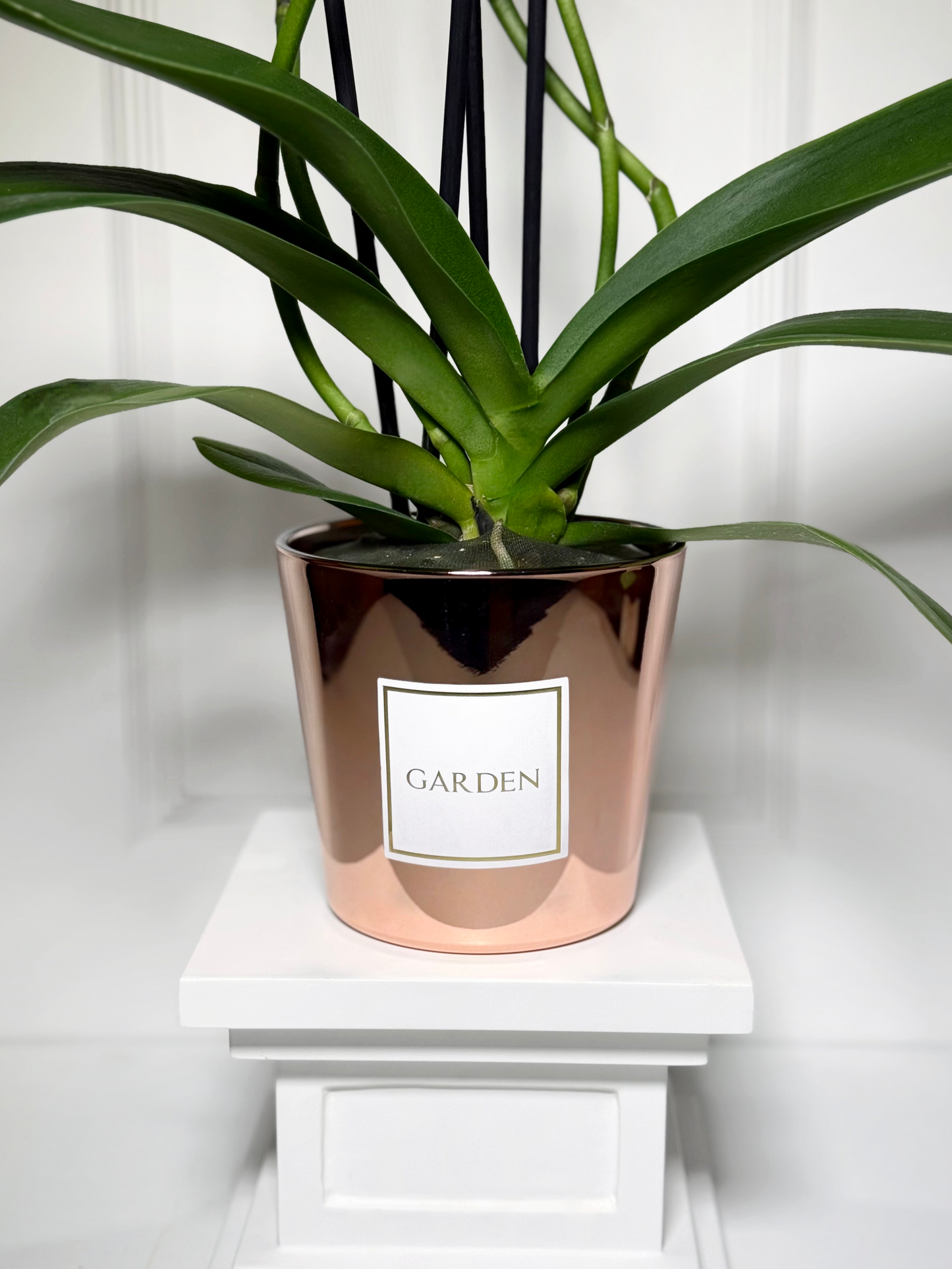 Orquídeas holandesas em vaso rose gold