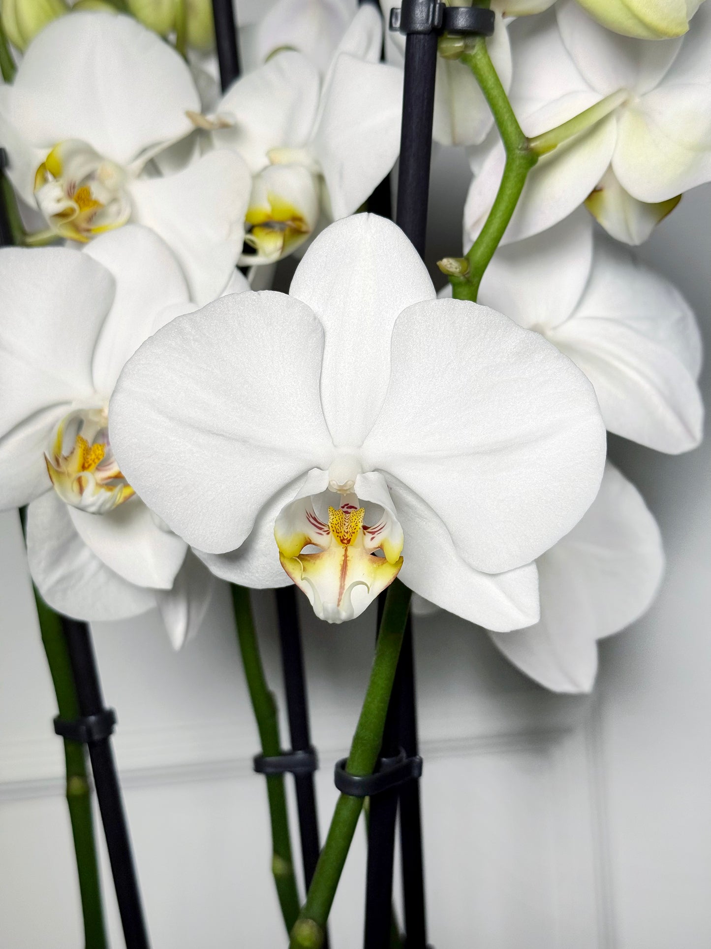 Orquídeas holandesas em vaso rose gold