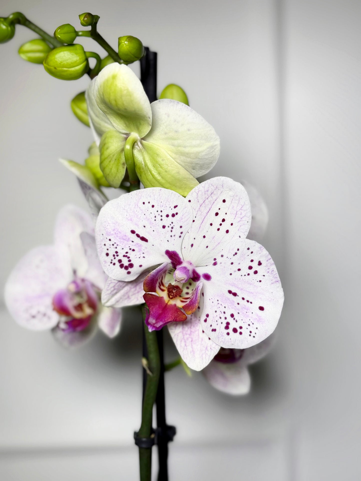Orquídeas holandesas em vaso rose gold