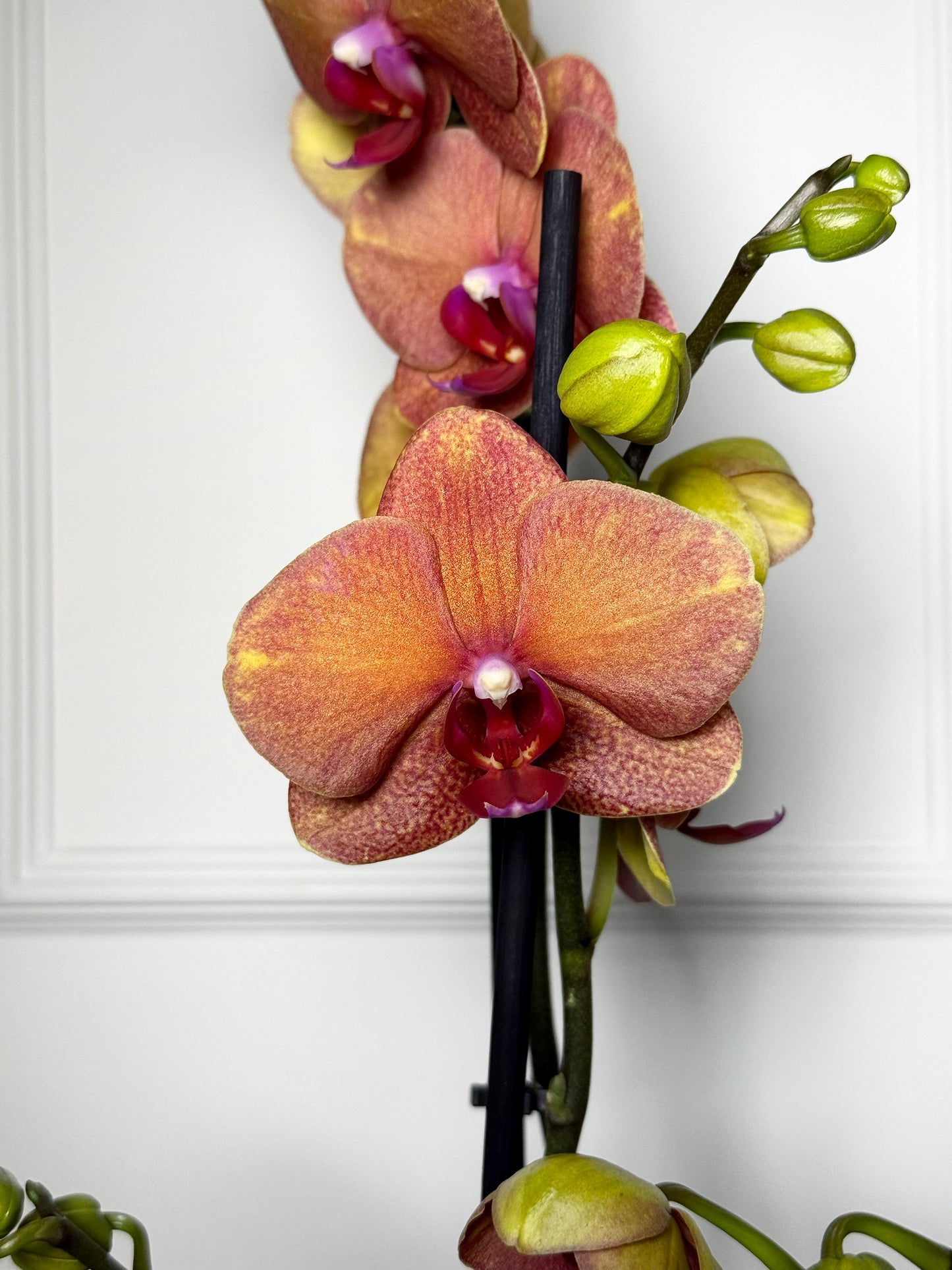 Orquídeas holandesas em vaso rose gold