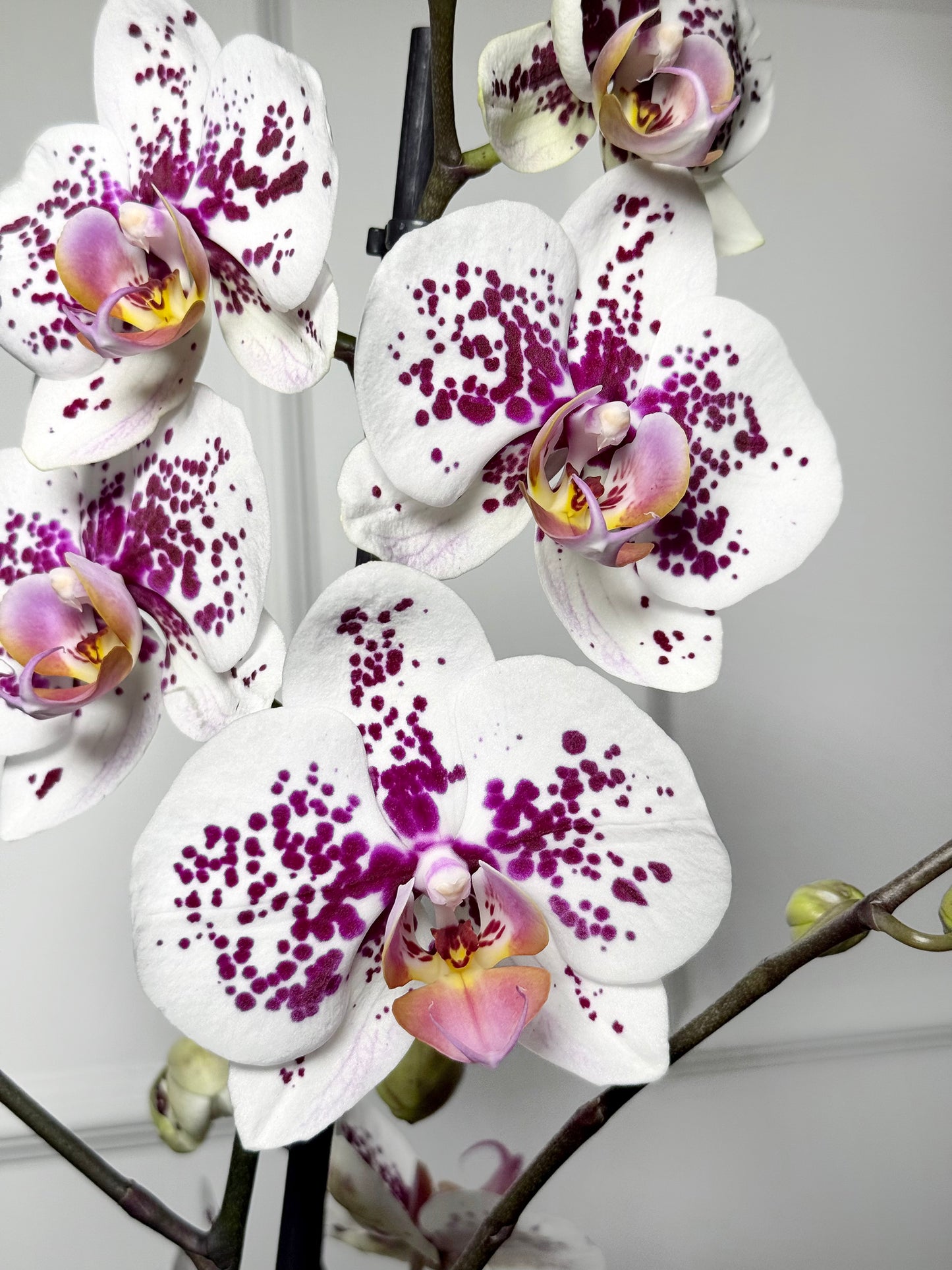 Orquídeas holandesas em vaso rose gold