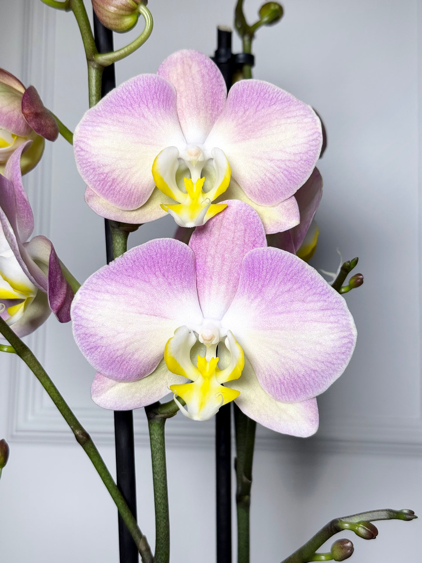 Orquídeas holandesas em vaso rose gold