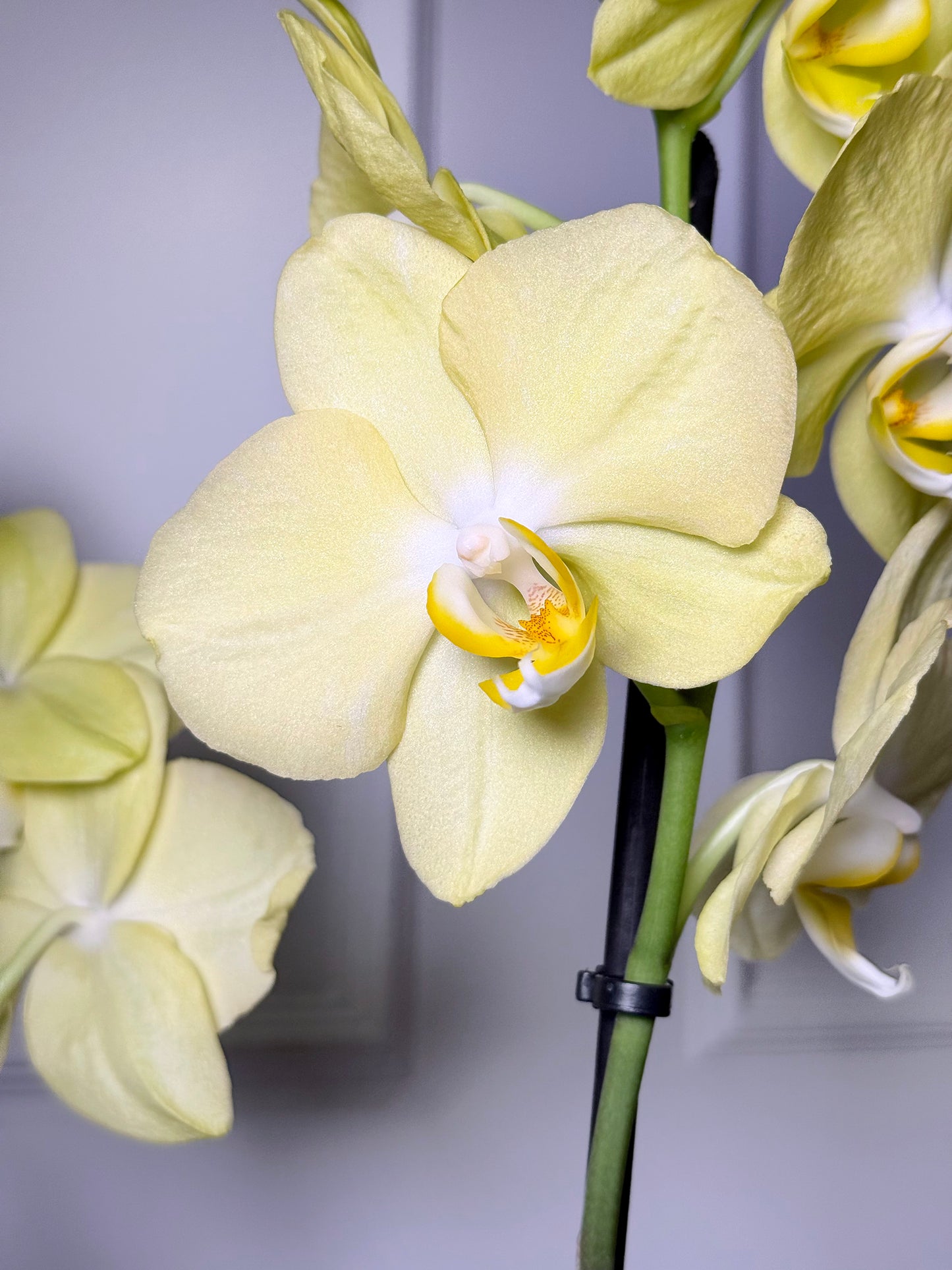 Orquídeas holandesas em vaso rose gold