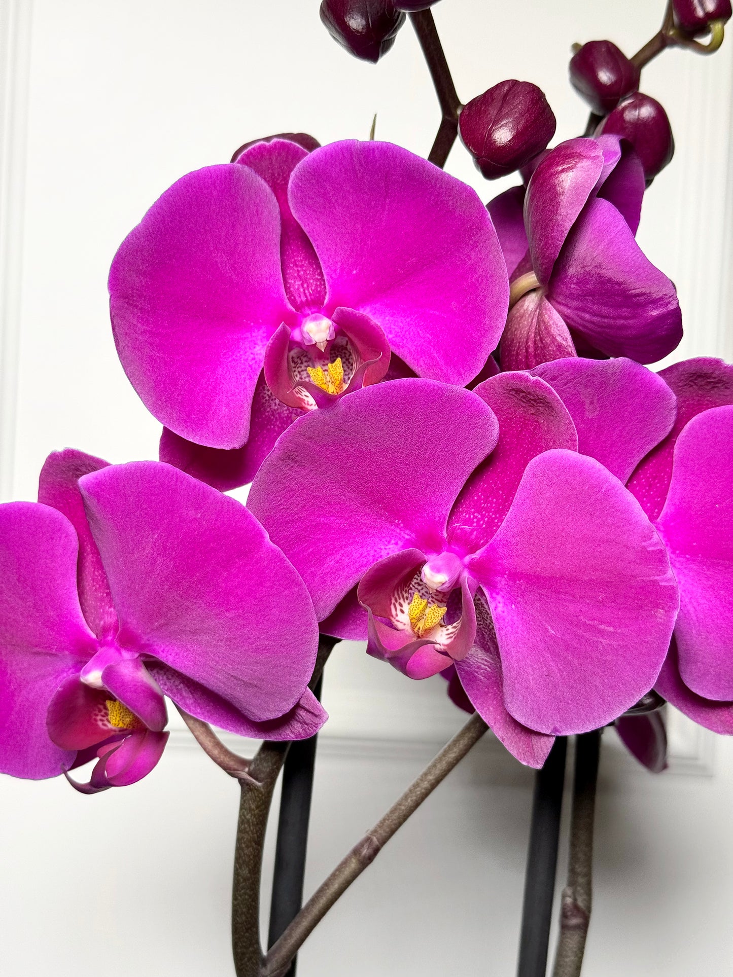 Orquídeas holandesas em vaso rose gold