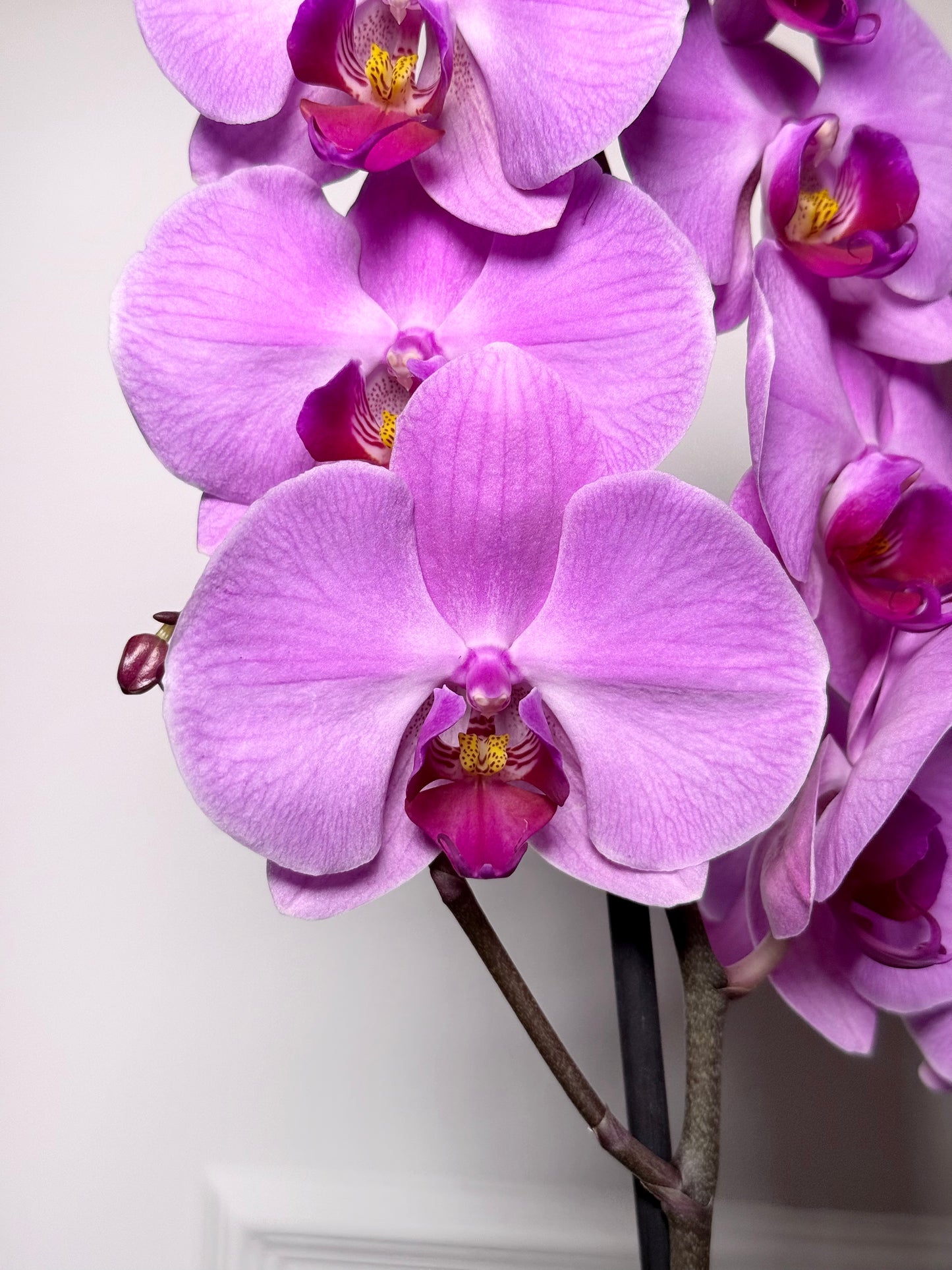 Orquídeas holandesas em vaso rose gold