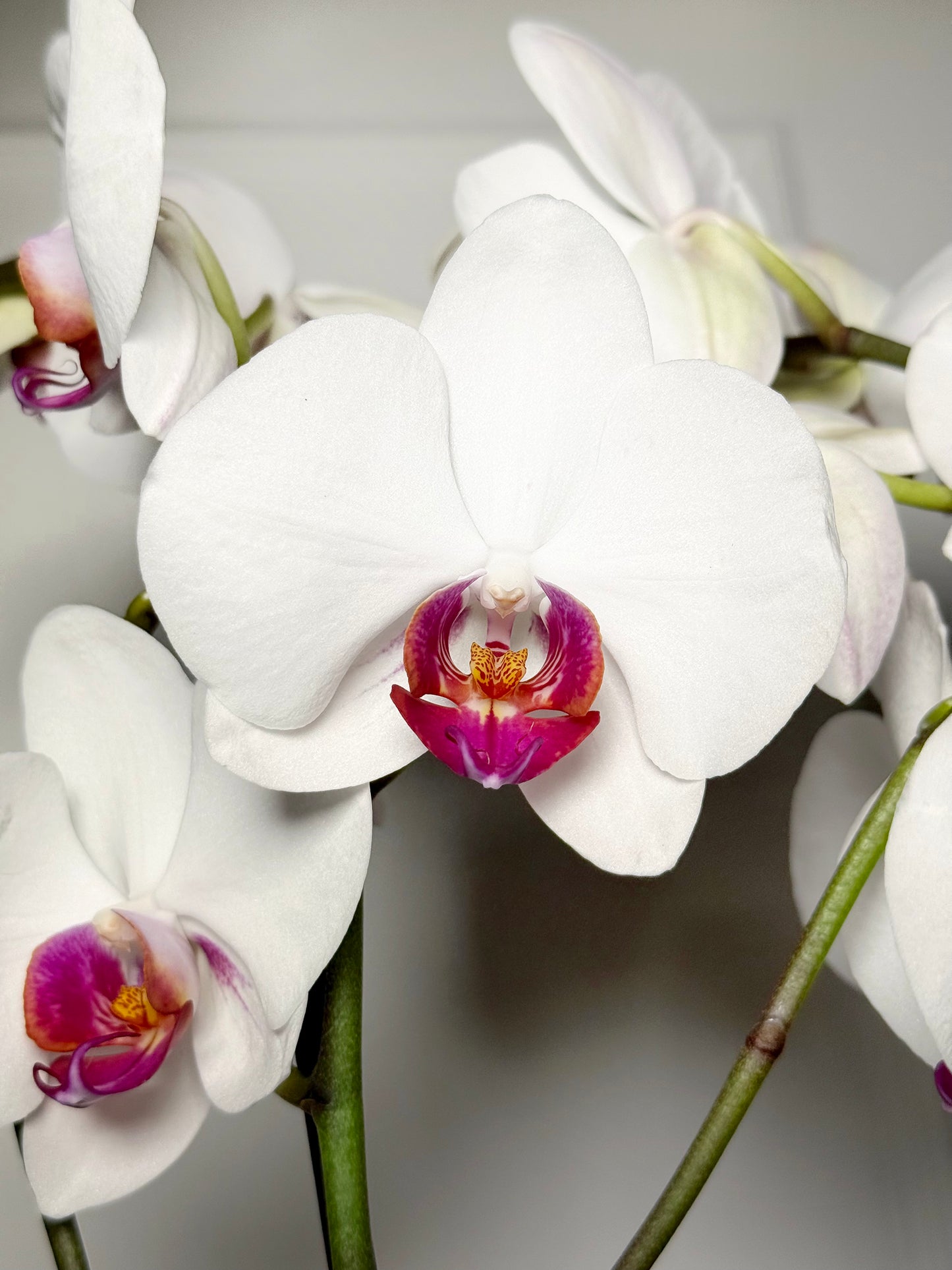 Orquídeas holandesas em vaso rose gold