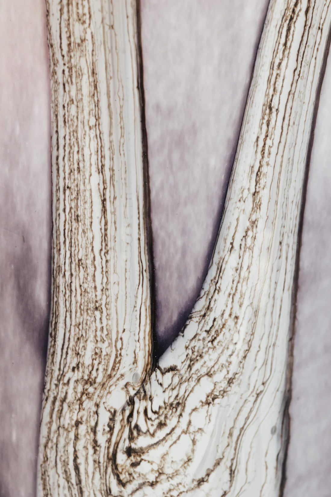 Baobab Collection Woods BROCELIANDE