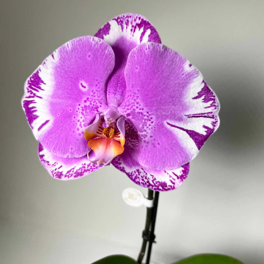 Orquídea Unitária