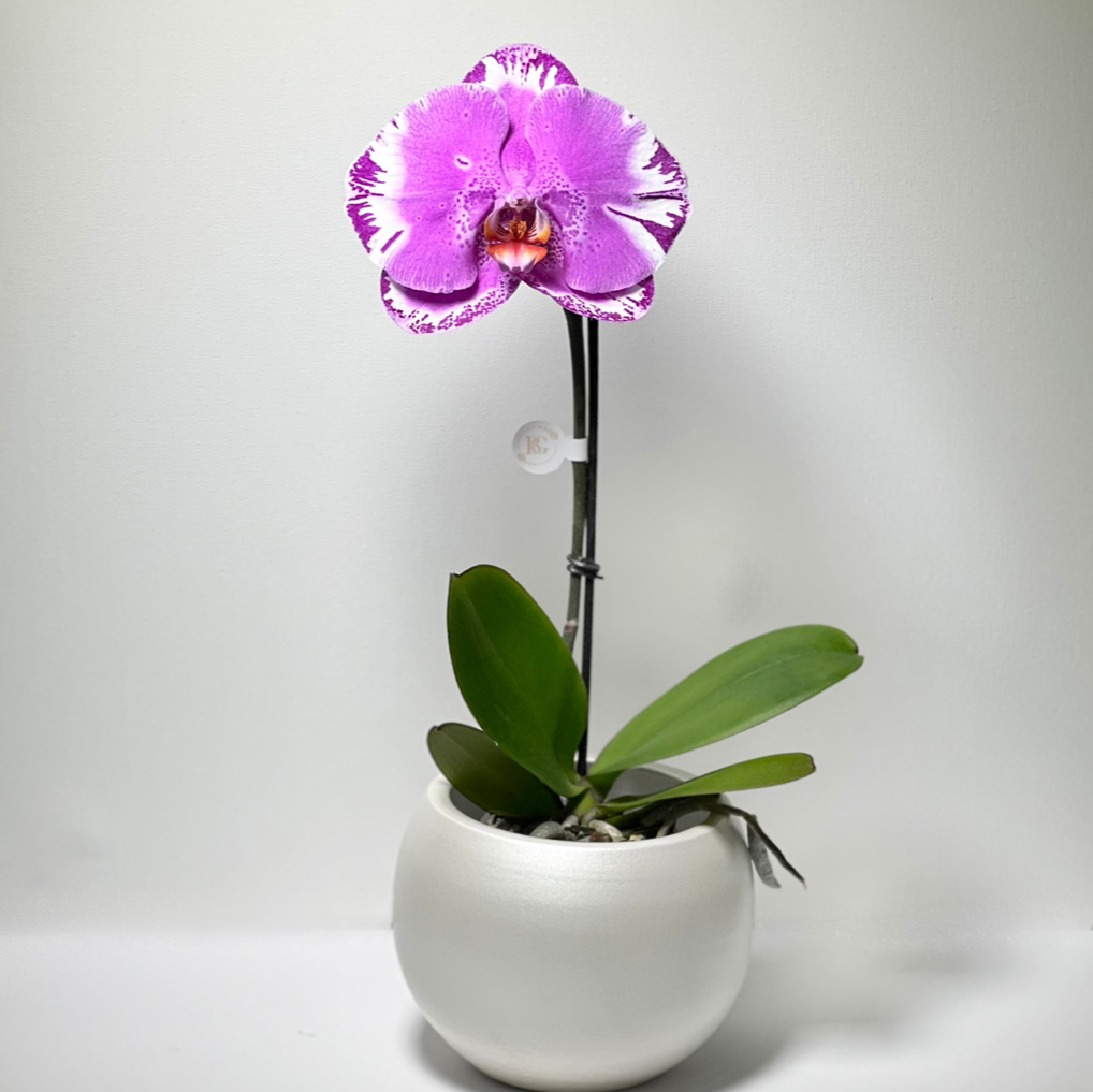 Orquídea Unitária