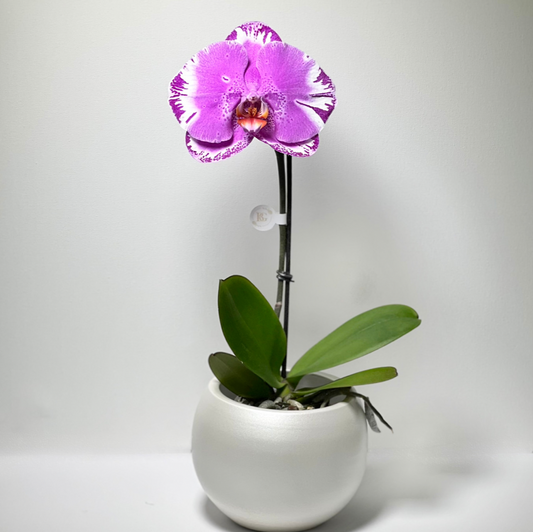 Orquídea Unitária