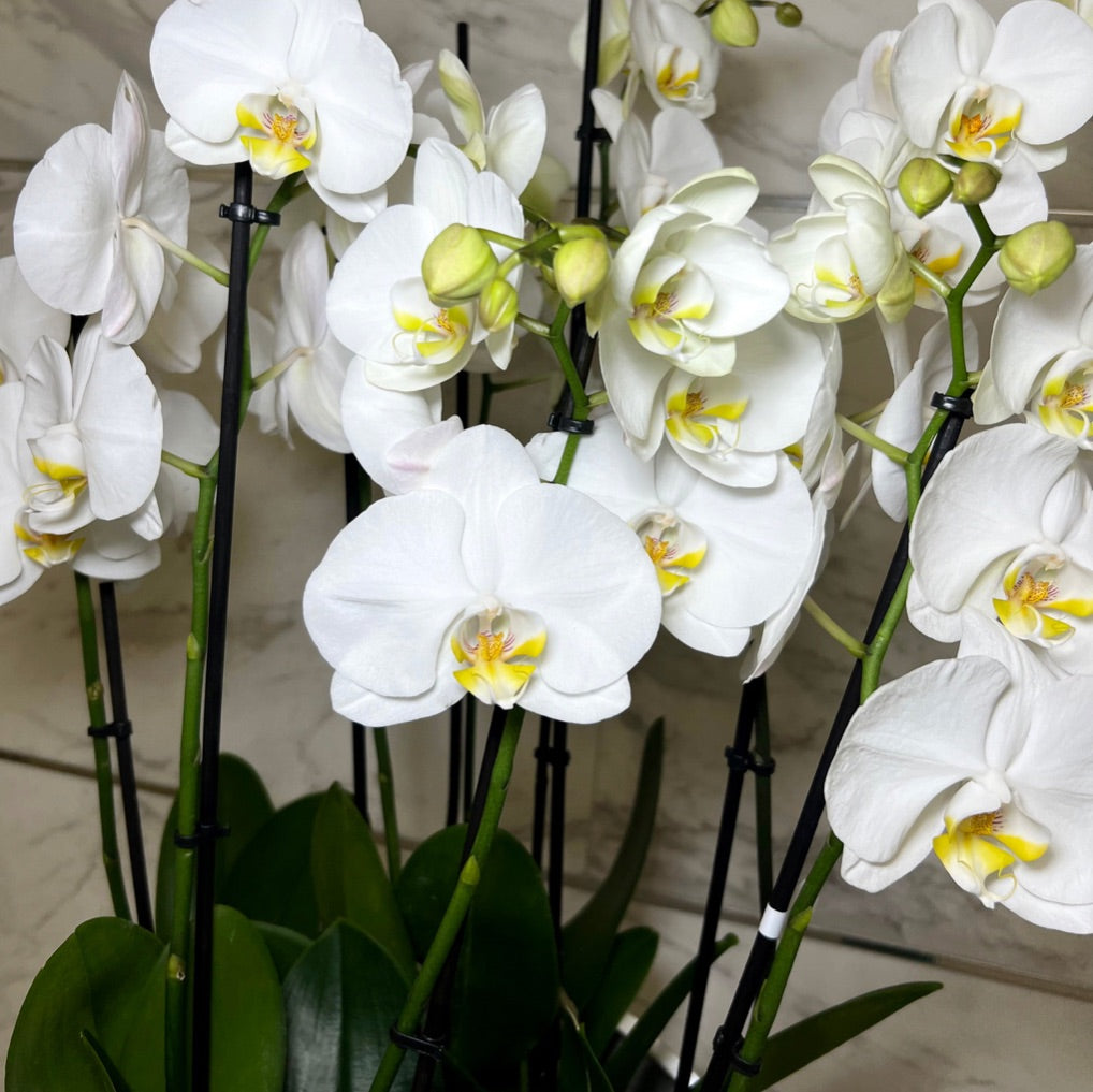 Composição de Orquídeas no Vaso