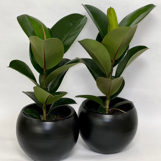 Ficus