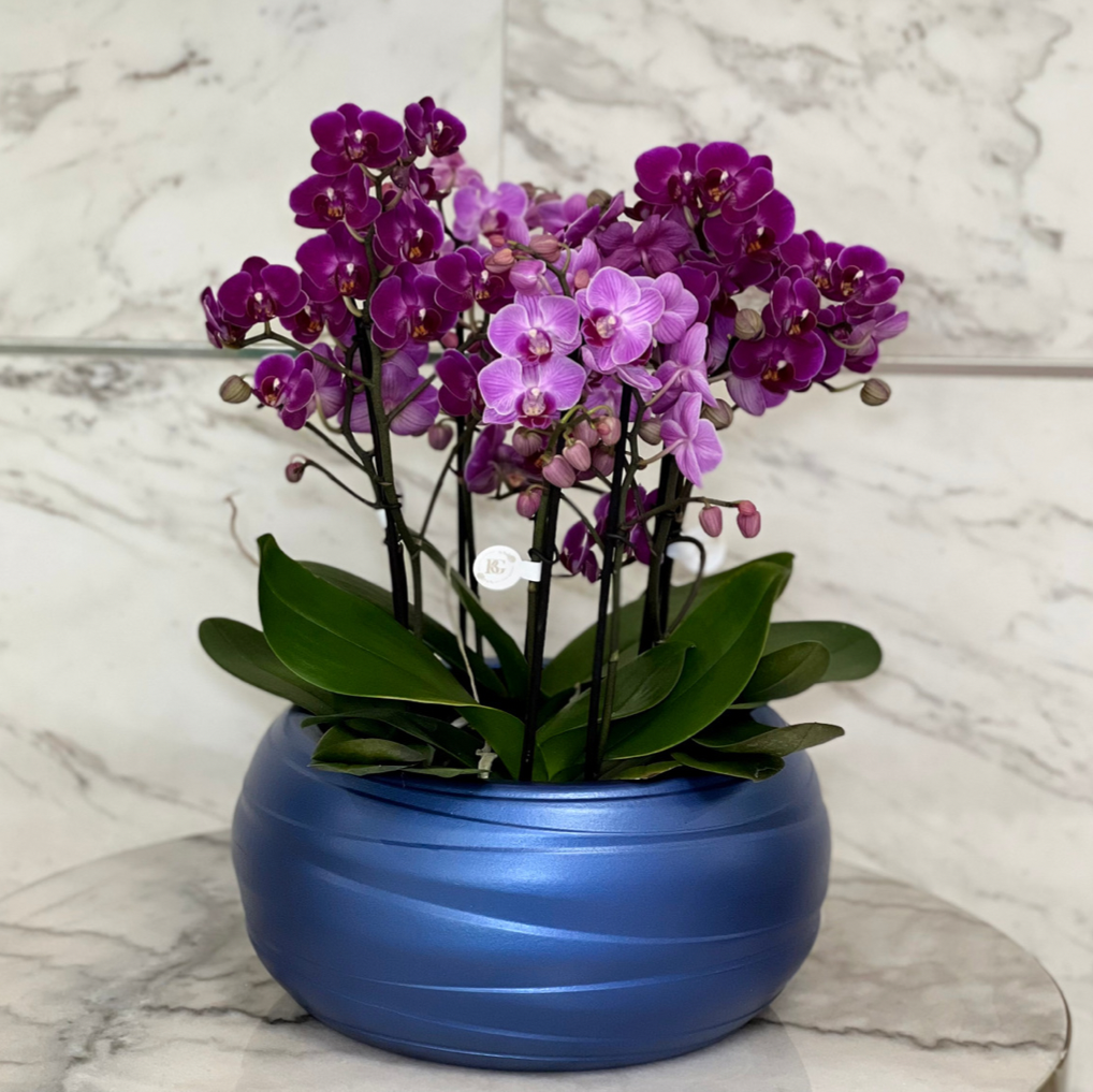 Composição de Orquídeas Em Vaso