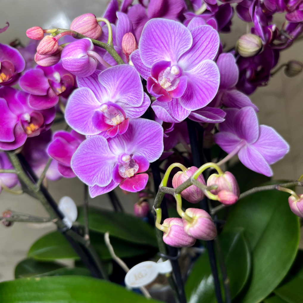 Composição de Orquídeas Em Vaso