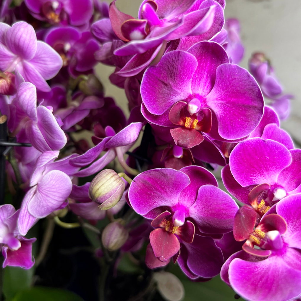 Composição de Orquídeas Em Vaso