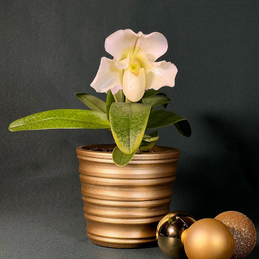 Orquídea Sapatinho Albina com Vaso Reto Canelado Gold