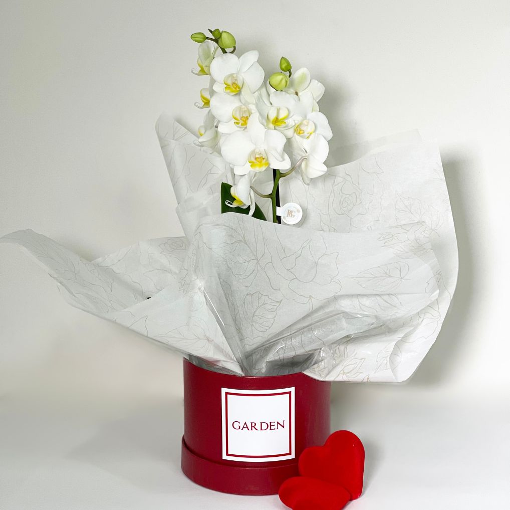 BOX ORQUÍDEA