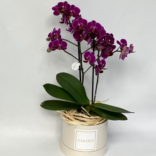 Orquídeas Mine Em Caixa Garden