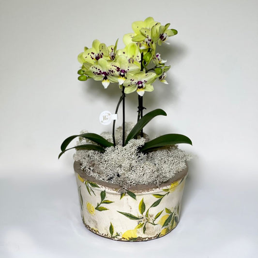 Vaso de Cerâmica com Mine Orquídeas Phalianopisis