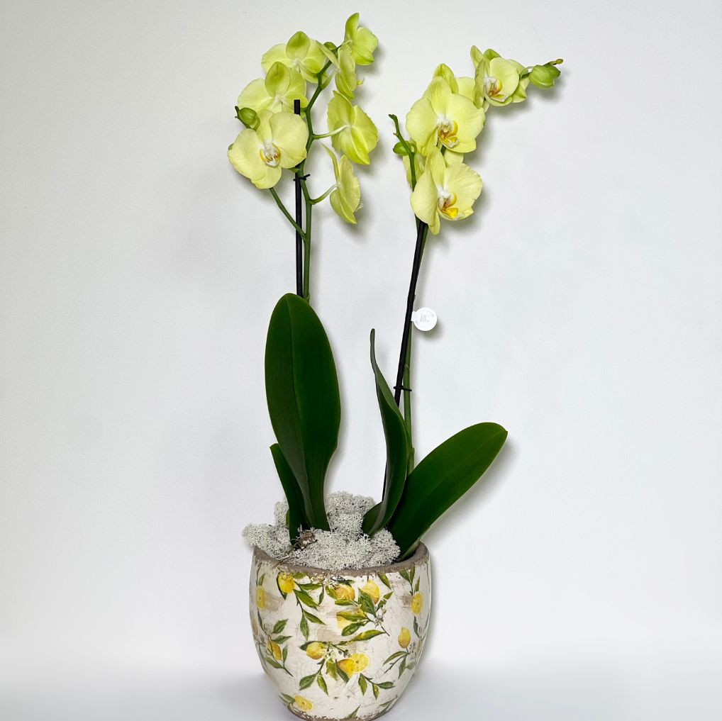 Vaso de Cerâmica com Mine Orquídeas Phalianopisis