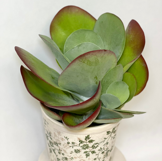 Kalanchoe Em Vaso De Louça Holandesa