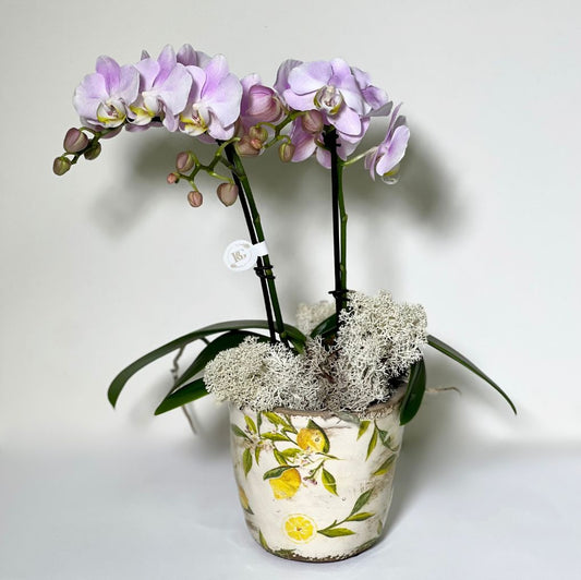 Vaso de Cerâmica com Mine Orquidea Phalianopisis