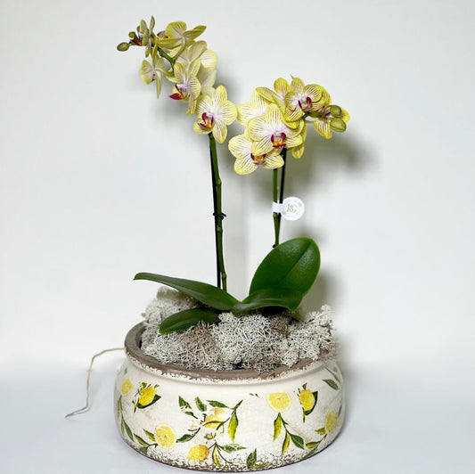 Vaso de Cerâmica com Mine Orquídeas Phalianopisis